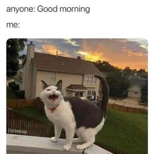 Meet your Posher, Harley